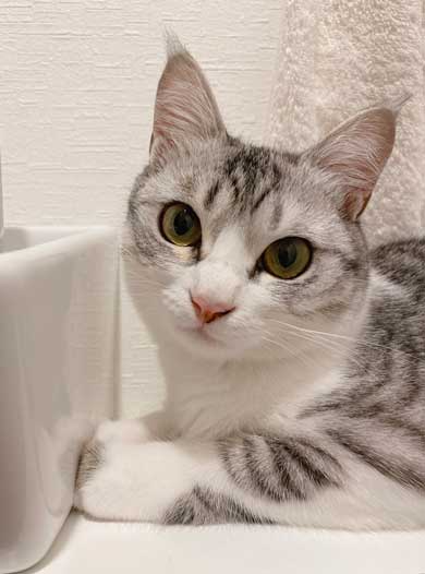 リュック わくわく 顔 猫 病院 もちもちタイプ