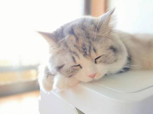 猫 スコティッシュフォールド ねむ ねむろぐ