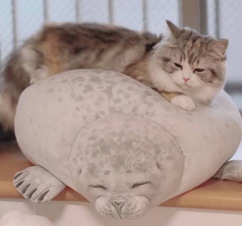 猫 スコティッシュフォールド ねむ ねむろぐ