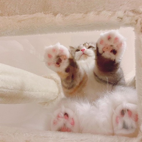 猫 スコティッシュフォールド ねむ ねむろぐ