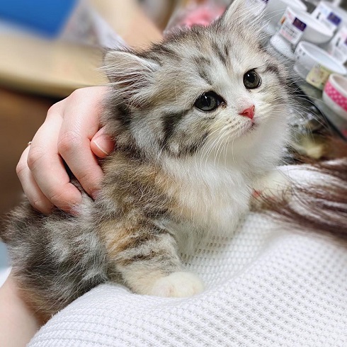 猫 スコティッシュフォールド ねむ ねむろぐ