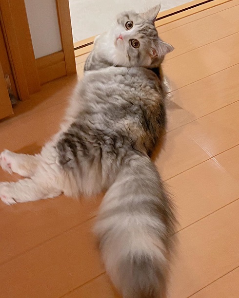 猫 スコティッシュフォールド ねむ ねむろぐ