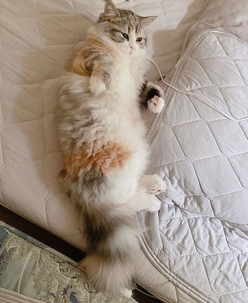 猫 スコティッシュフォールド ねむ ねむろぐ