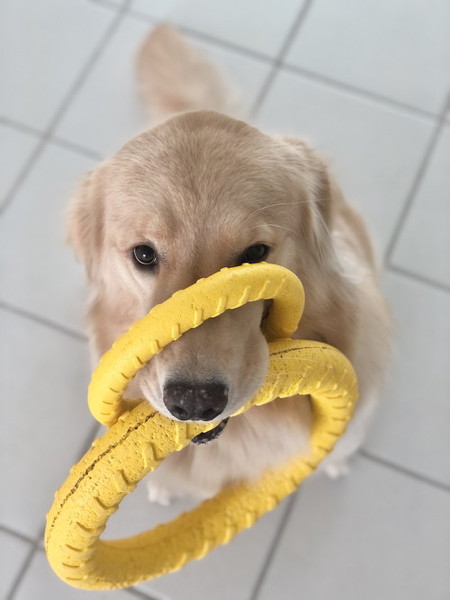 ワンコのたらい