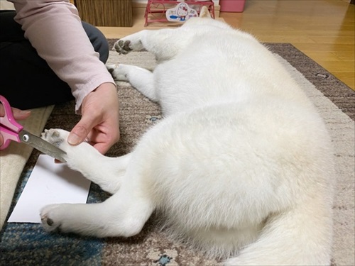 白柴『きなこ』のお気楽ブログ