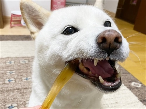 白柴『きなこ』のお気楽ブログ