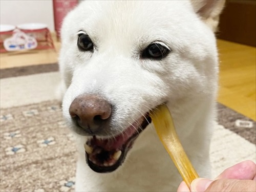 白柴『きなこ』のお気楽ブログ