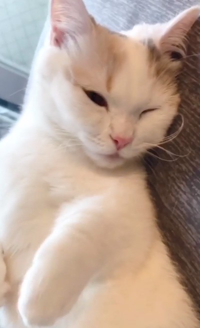 眠そうなシラスちゃん