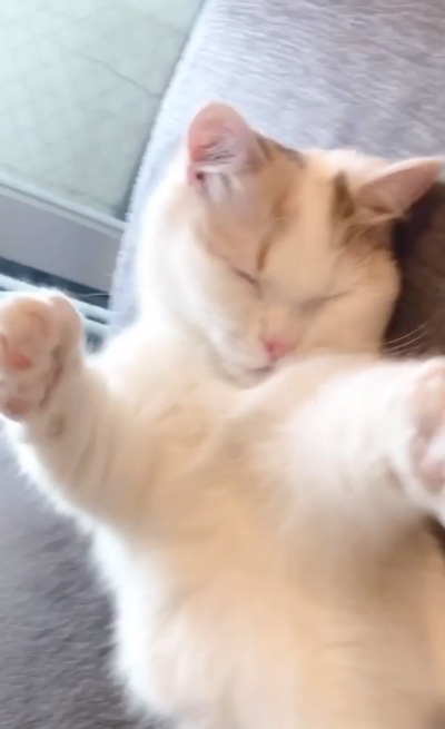 伸びるシラスちゃん