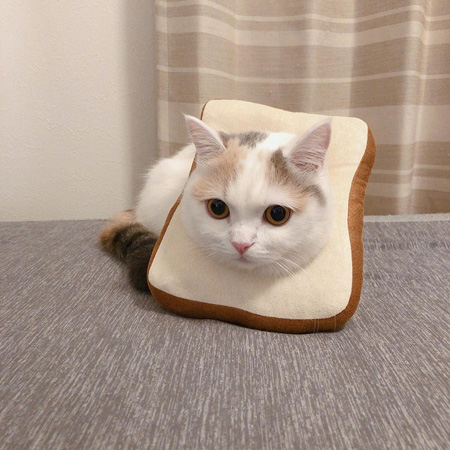 しらすちゃんパン