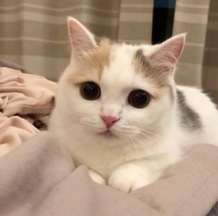 きゅるきゅるのしらすちゃん
