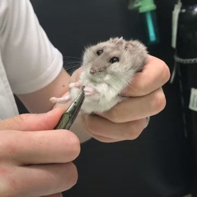 ハムスター 爪切り かわいい カナン