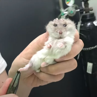 ハムスター 爪切り かわいい カナン