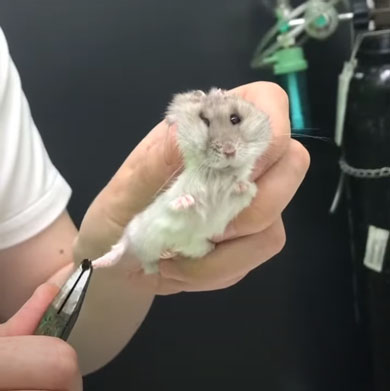 ハムスター 爪切り かわいい カナン
