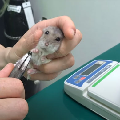 ハムスター 爪切り かわいい カナン