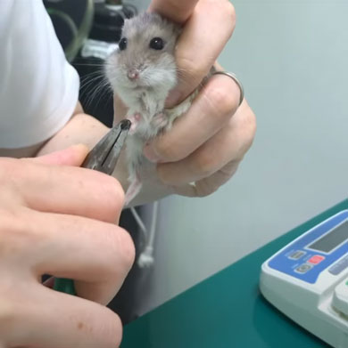 ハムスター 爪切り かわいい カナン
