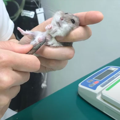 ハムスター 爪切り かわいい カナン