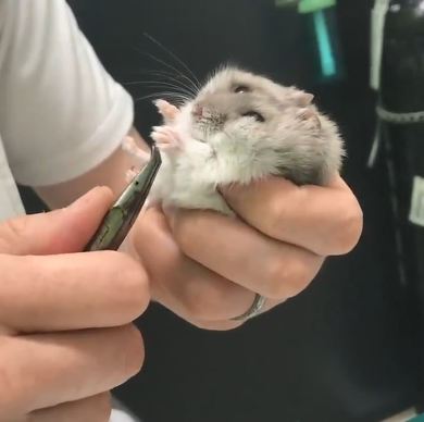 ハムスター 爪切り かわいい カナン