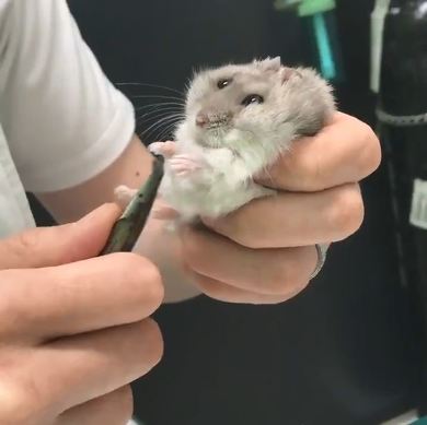 ハムスター 爪切り かわいい カナン