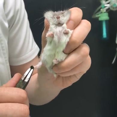 ハムスター 爪切り かわいい カナン
