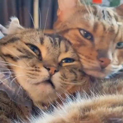 ねこ