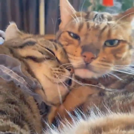 お兄ちゃんに甘えたいティノくん