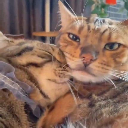 お兄ちゃんに甘えたいティノくん