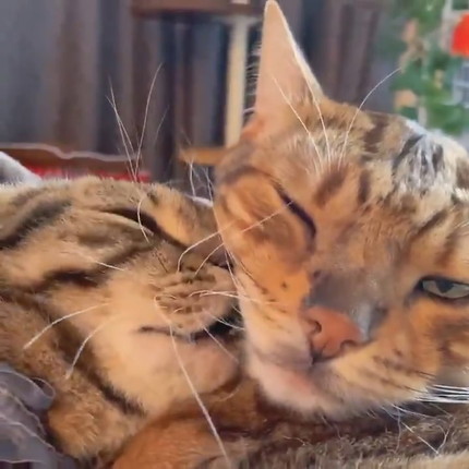 お兄ちゃんに甘えたいティノくん