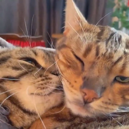 お兄ちゃんに甘えたいティノくん