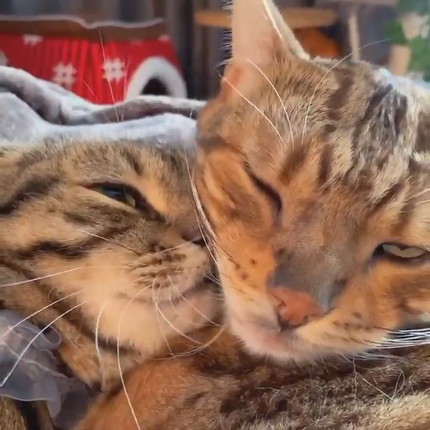 お兄ちゃんに甘えたいティノくん