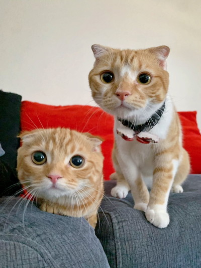 五庵くんとひな子ちゃん