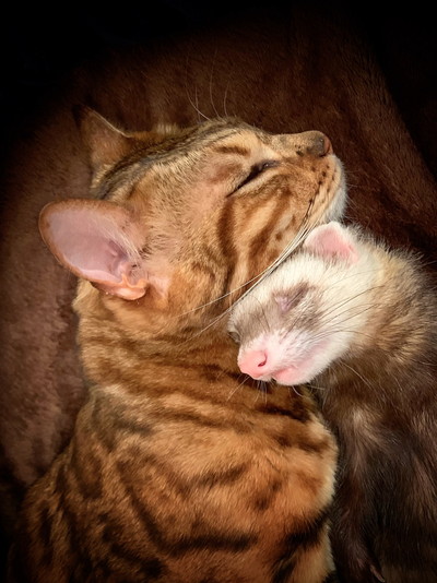 ロディくんとフェレットのくぅくん