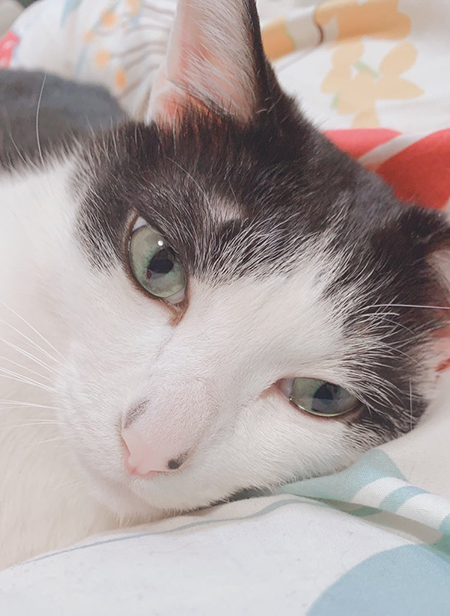 猫ちゃん顔アップ