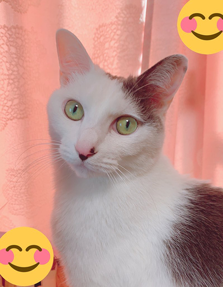 ピンクのカーテンと猫ちゃん