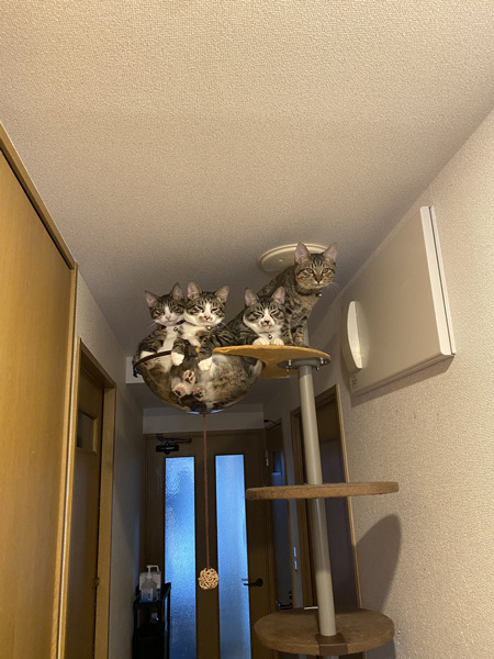 マシマシ猫ちゃん引き