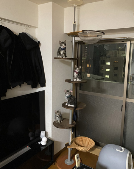 キャットタワーに一人一段