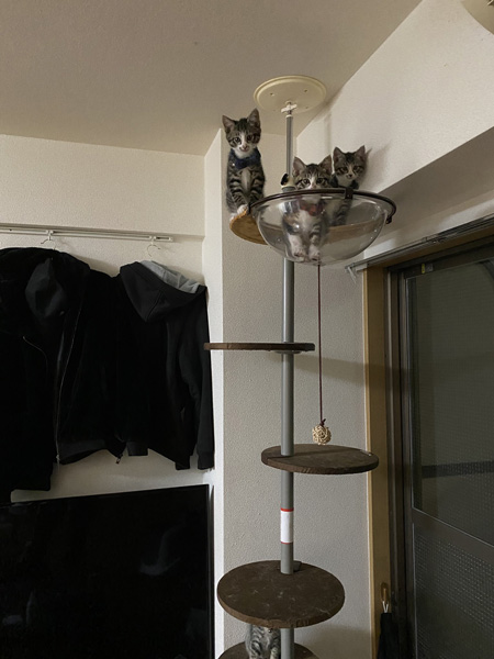 ボウルに3匹の猫ちゃん