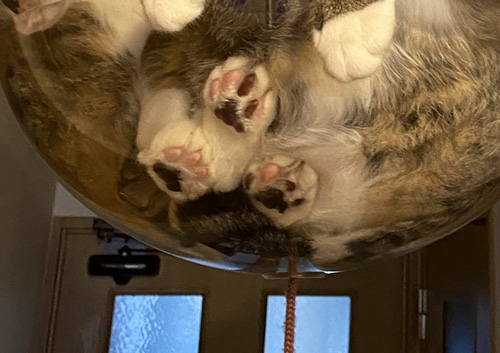 マシマシ猫ちゃん肉球アップ