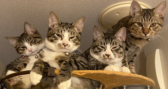 マシマシ猫ちゃんアップ切り抜き