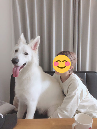 わんこ