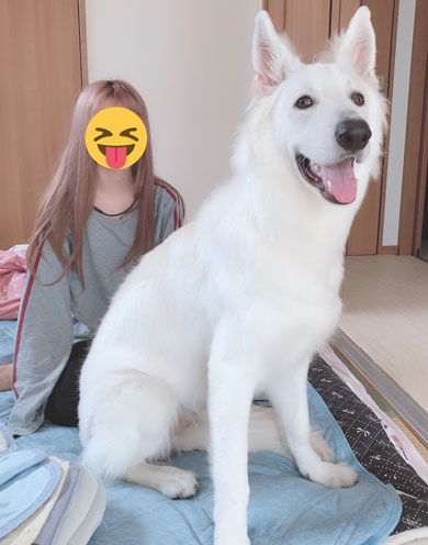 ホワイトシェパード 大きく 成長 犬 子犬