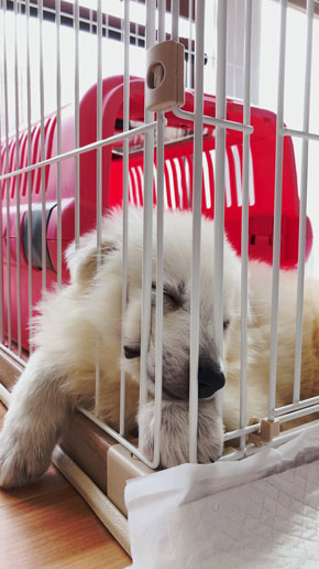 ホワイトシェパード 大きく 成長 犬 子犬