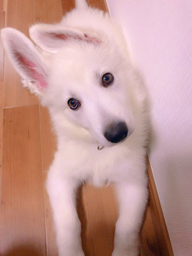 ホワイトシェパード 大きく 成長 犬 子犬