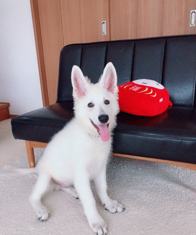 ホワイトシェパード 大きく 成長 犬 子犬