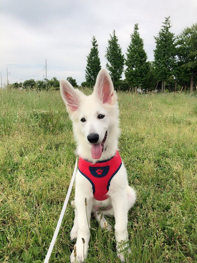 ホワイトシェパード 大きく 成長 犬 子犬