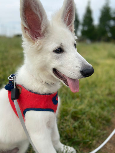 ホワイトシェパード 大きく 成長 犬 子犬