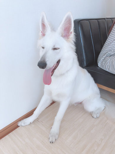 ホワイトシェパード 大きく 成長 犬 子犬