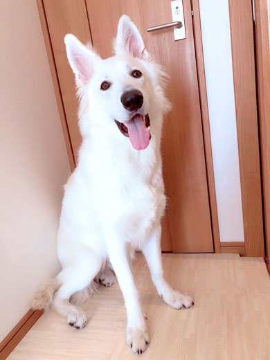 ホワイトシェパード 大きく 成長 犬 子犬
