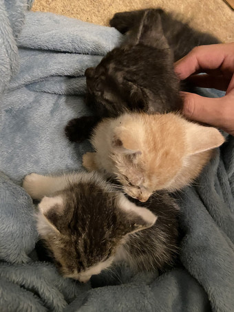 毛布にくるまれた子猫ちゃん3匹1枚目