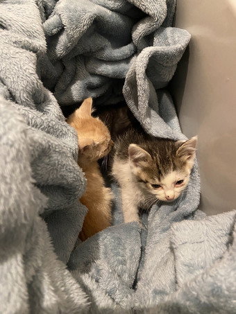毛布にくるまれた子猫ちゃん3匹2枚目